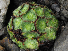 Saxifraga pubescens 'Snowcap'